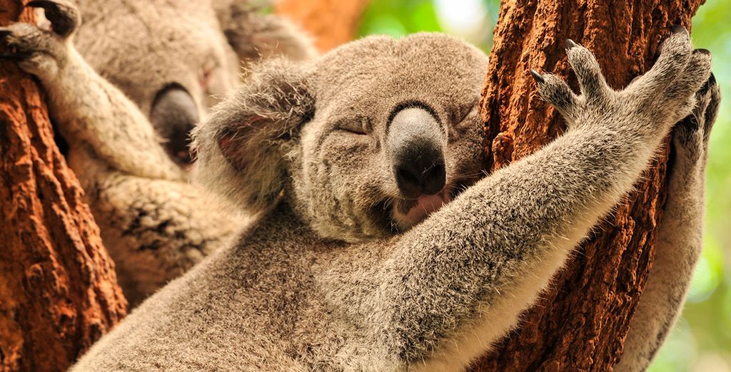 Tour dell'Australia tra metropoli e deserto