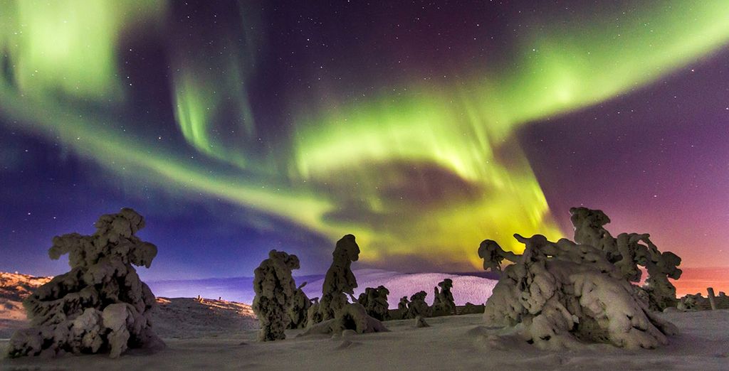 Safari artico sotto le luci dell'aurora