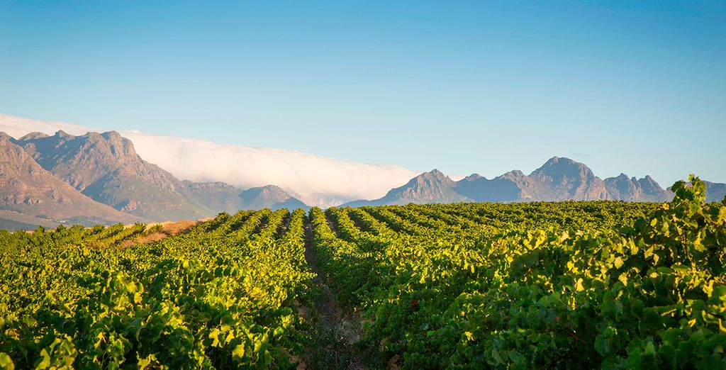 Alla scoperta di Cape Town