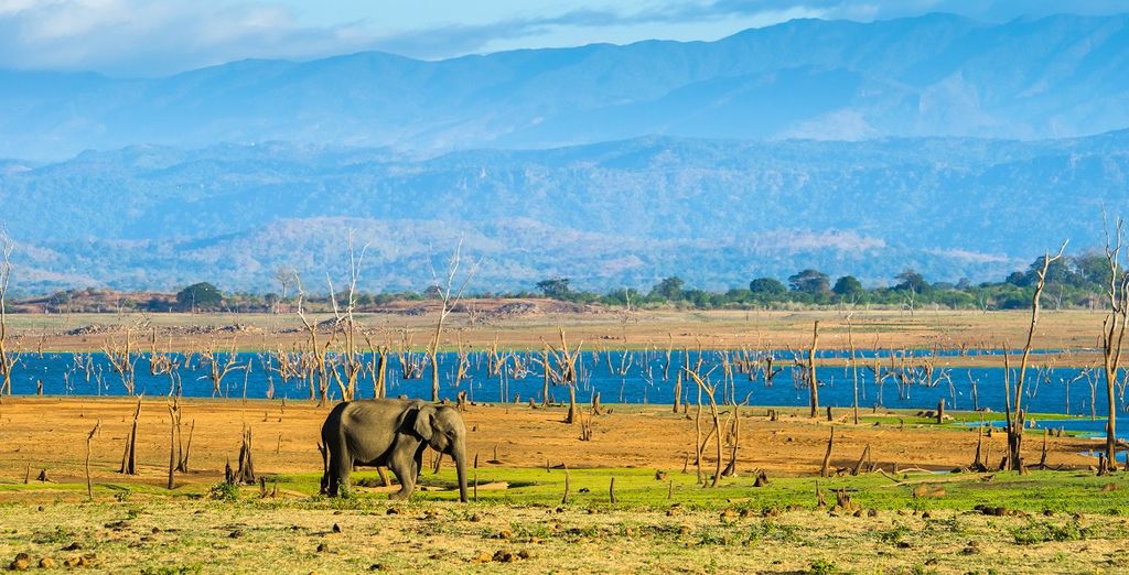 Tour privato Sri Lanka + Tangerine Beach Hotel 4*