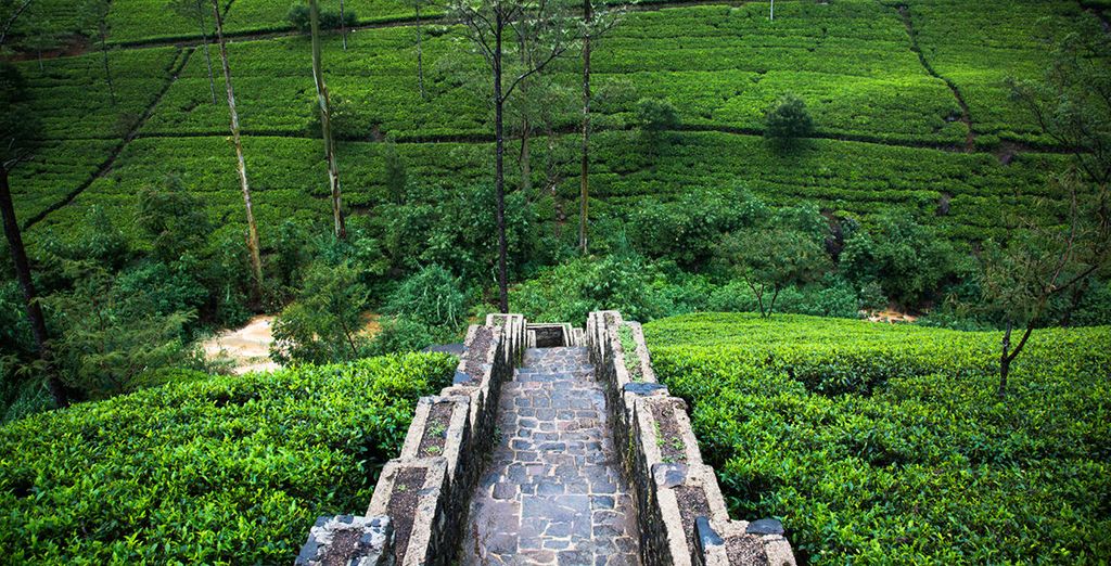 Tour privato Sri Lanka + Tangerine Beach Hotel 4*