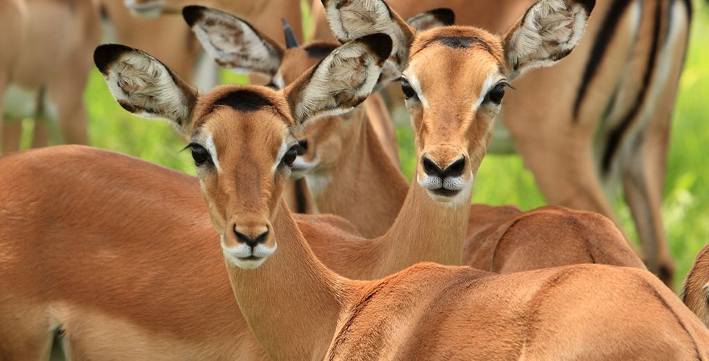 Swahili Beach Resort 5* + Safari
