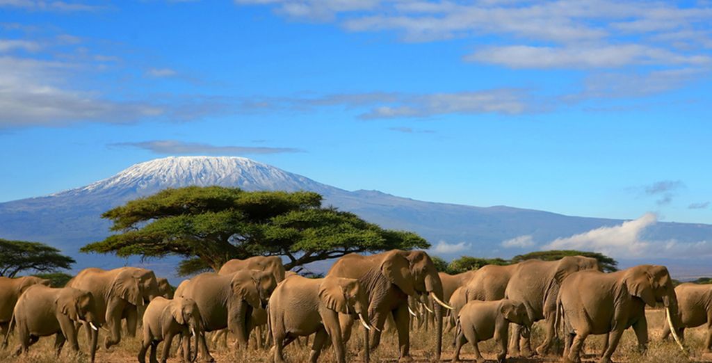 Swahili Beach Resort 5* + Safari