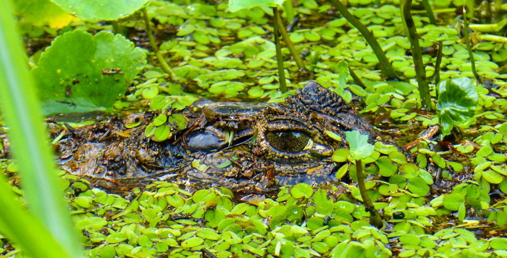 Tour 10 o 12 notti in Costa Rica + Nicaragua con noleggio auto 