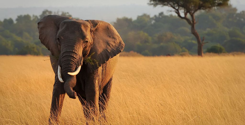 Safari nella riserva di Masai Mara + soggiorno mare a Zanzibar presso Hotel Casa del Mar