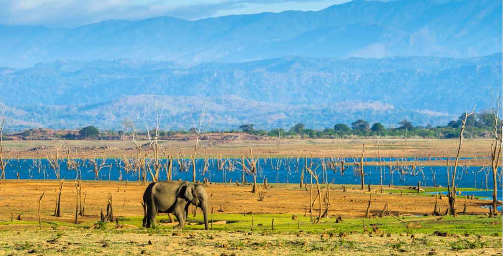 Tour Sri Lanka + Safari
