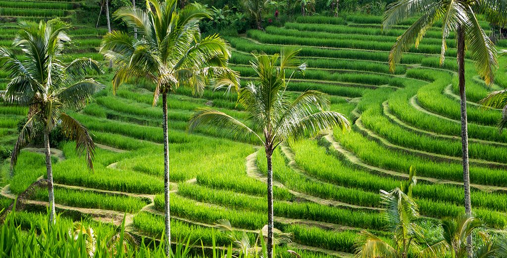 Kupu Kupu Barong +  Kupu Kupu Jimbaran e volo Emirates