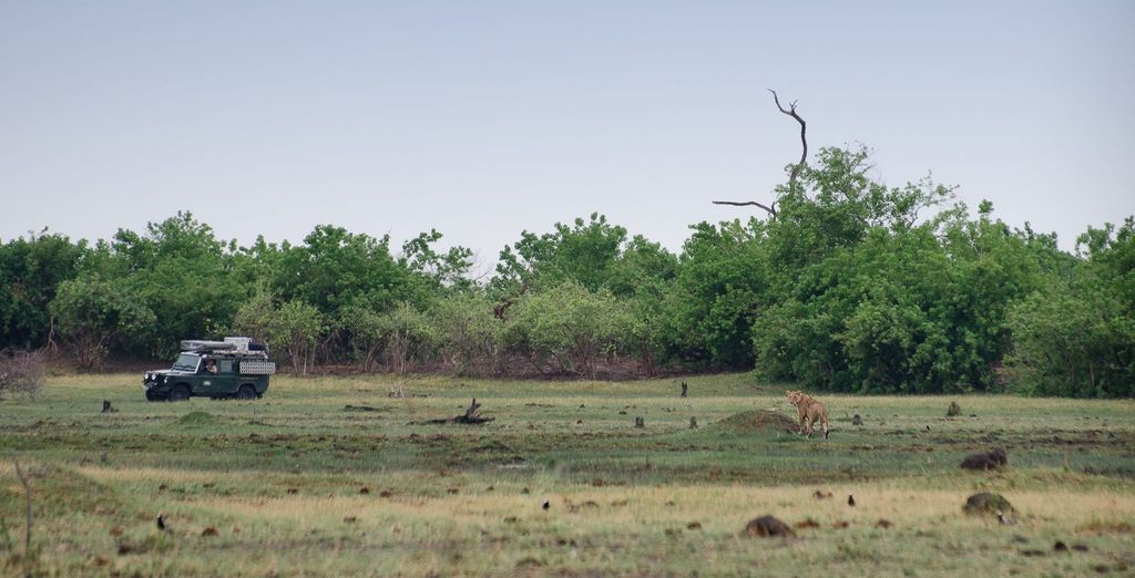 Selvaggio Botswana in campo tendato