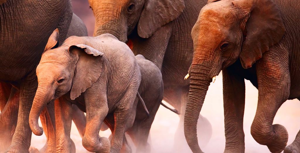 Safari privato Tsavo East e Ovest
