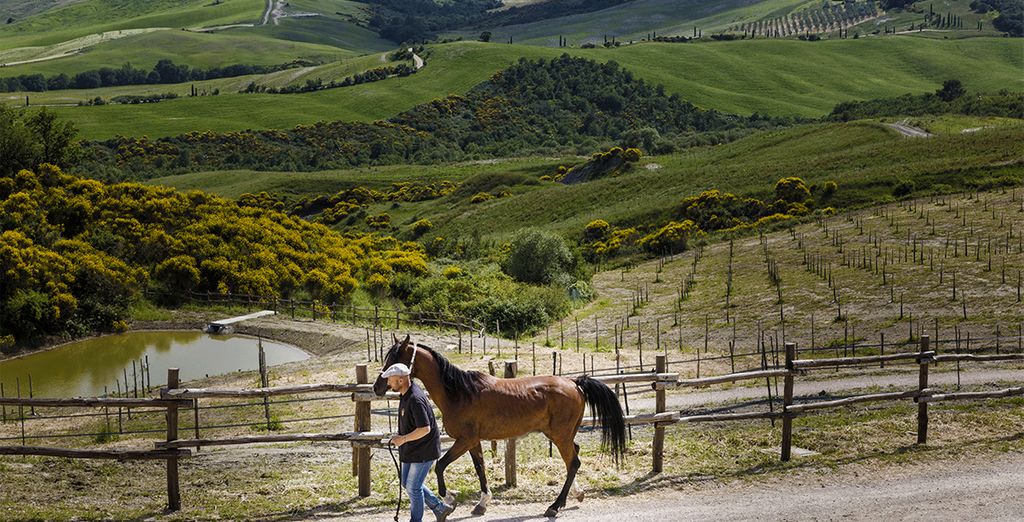 Tuscany Equestrian