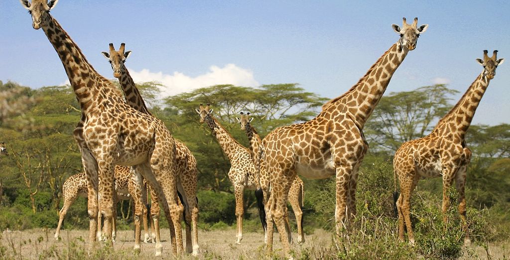 Tour tra il meglio del Kenya