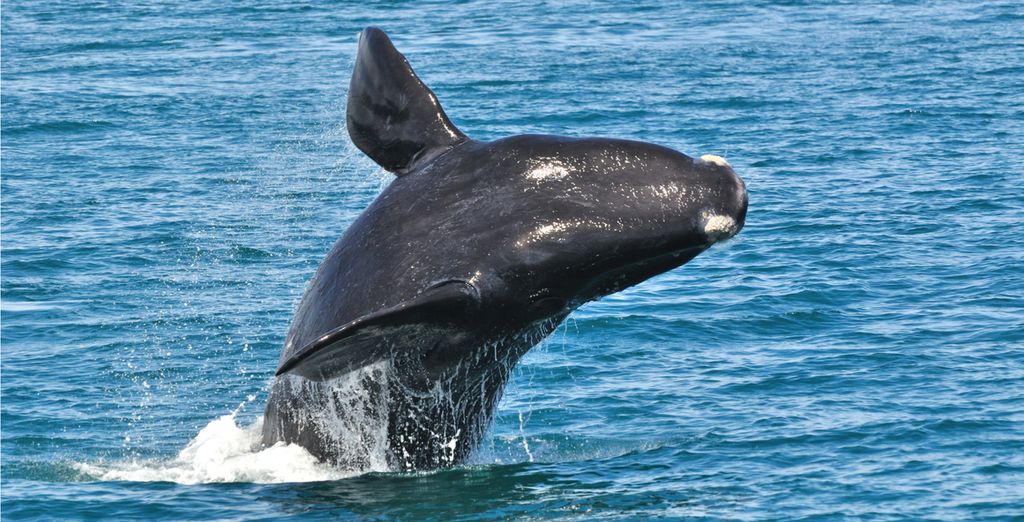 Tour del Sud Africa: da Cape Town a Port Elisabeth