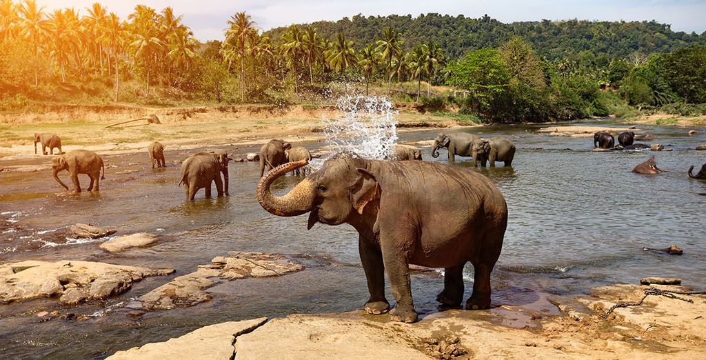 Tour dello Sri Lanka con soggiorno al Makunudu Island 4*