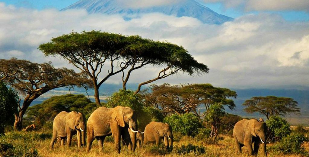 Simba Safari + estensione mare a Zanzibar