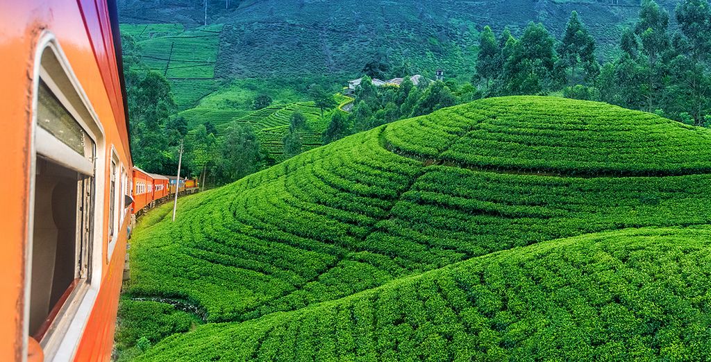 Tour privato alla scoperta delle meraviglie naturali dello Sri Lanka