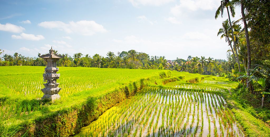 Combinato le perle di Bali: Candidasa, Pelaga, Lovina e soggiorno mare a Uluwatu
