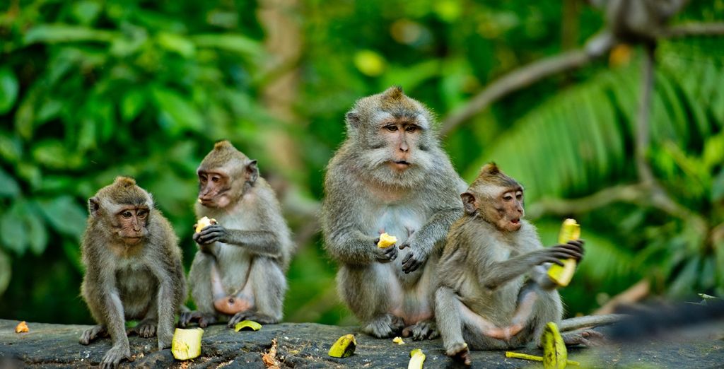 Bali Profound Tour