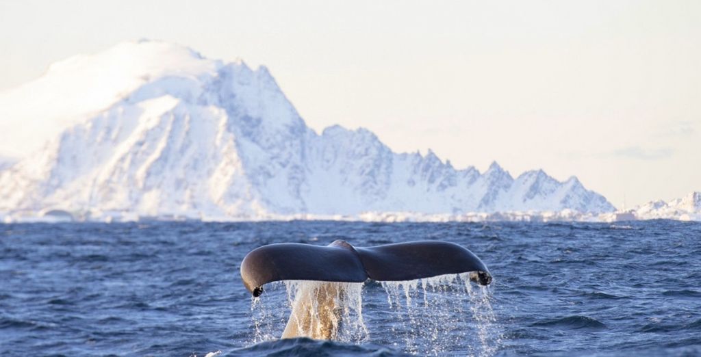 Tour Tromso e Arcipelago delle Lofoten