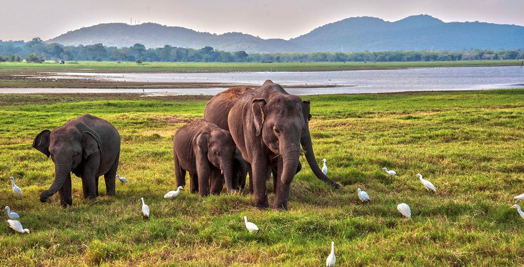 Speciale Capodanno - Tour Sri Lanka con estensione Mare