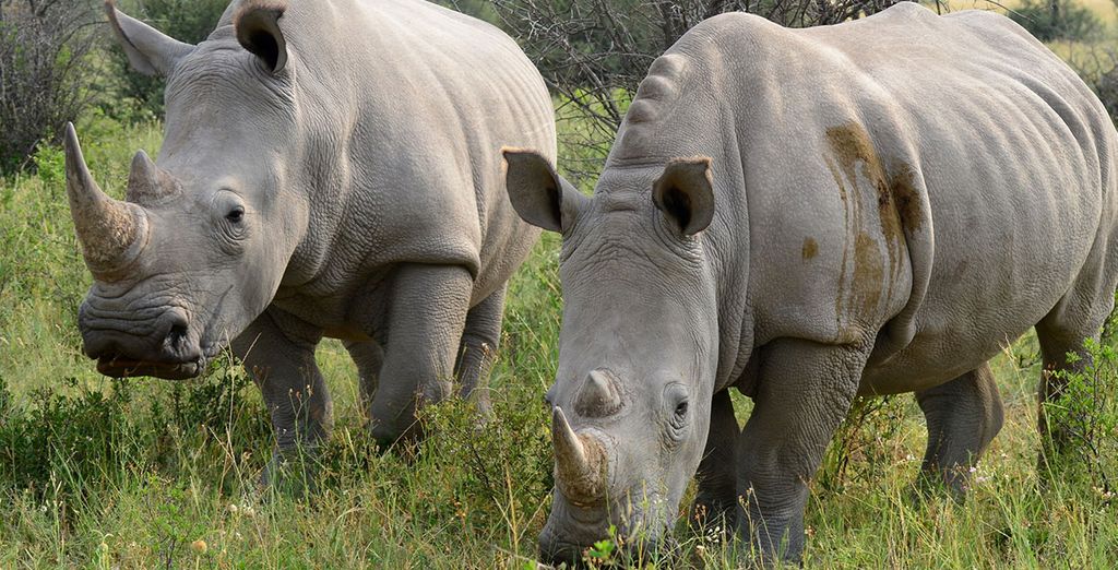 Tour alla scoperta di Botswana e Victoria Falls