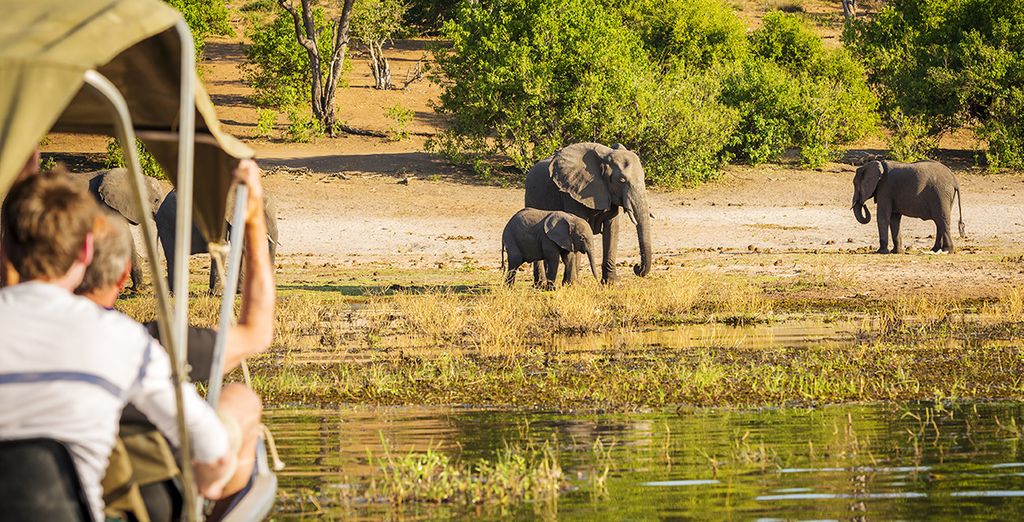 Selvaggio Botswana in accampamento