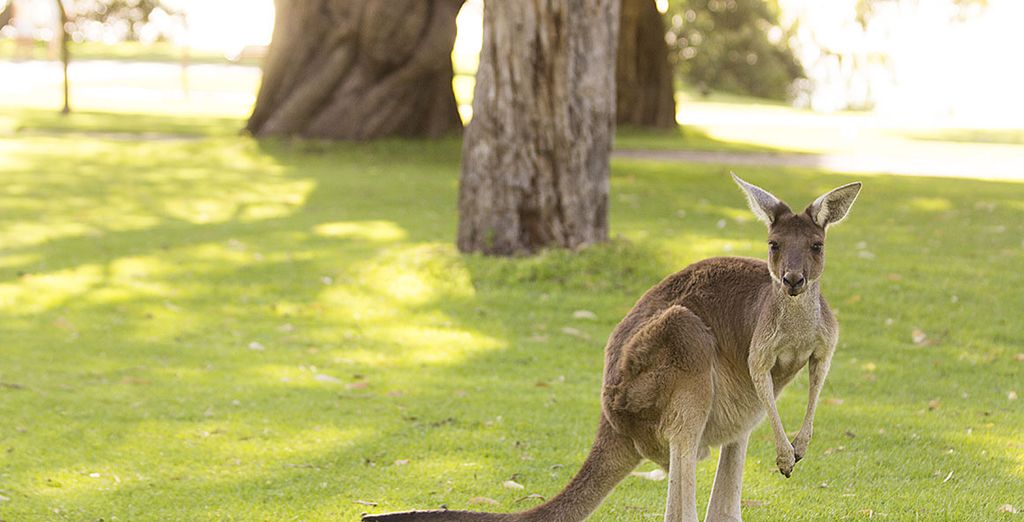 Alla scoperta dell'Australia in hotel 4* in 9 o 14 notti