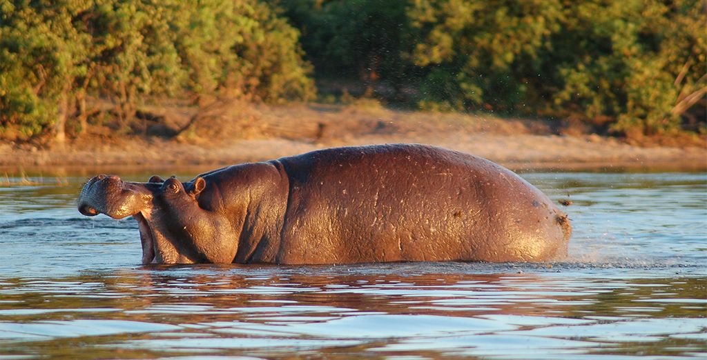 Selvaggio Botswana in campo tendato