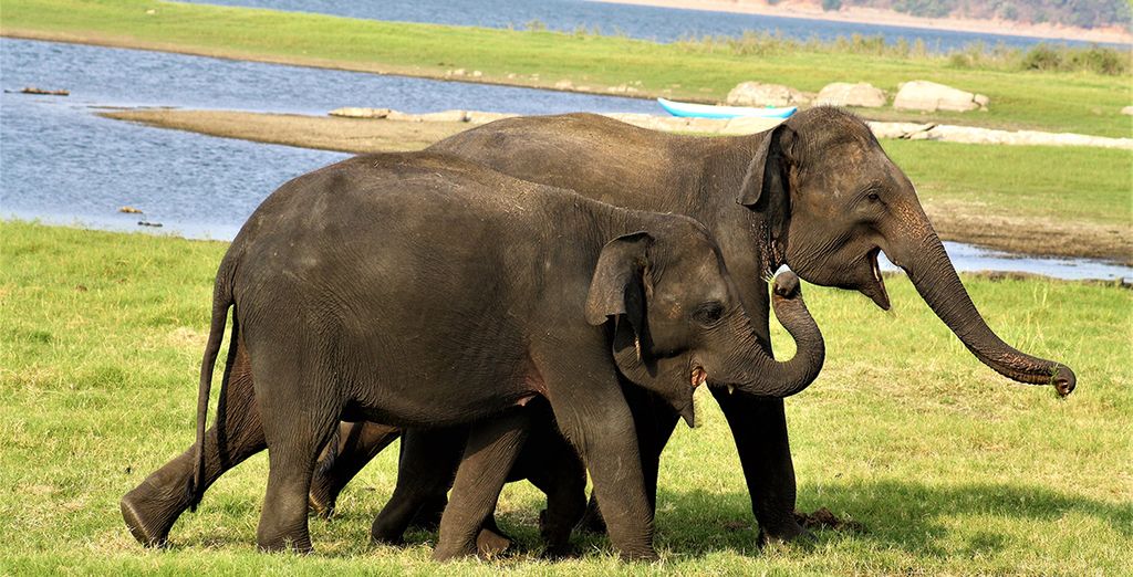 Tour privato in Sri Lanka con possibile soggiorno a Dubai