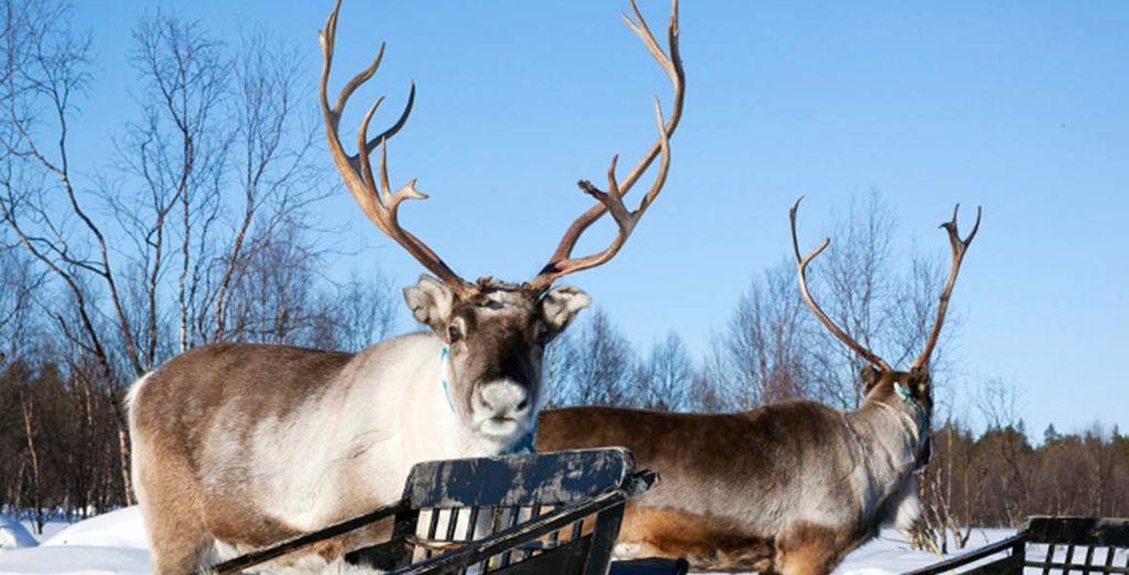 Lapponia Finlandese: Safari con gli Husky, con le Motoslitte e Fattoria delle Renne