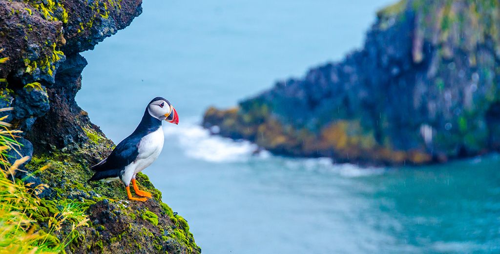 Islanda Fly & Drive dal Golden Circle alla Laguna Blu
