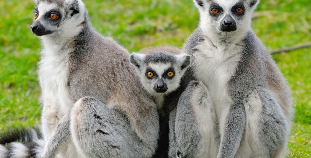 Tour del Nord del Madagascar