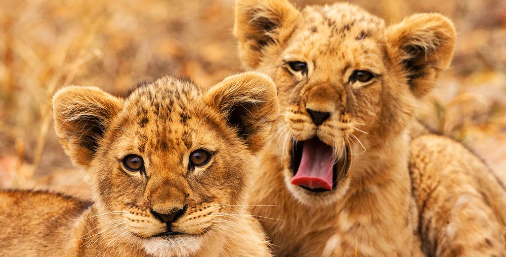 Tour Natura, Cultura e Safari in Sudafrica