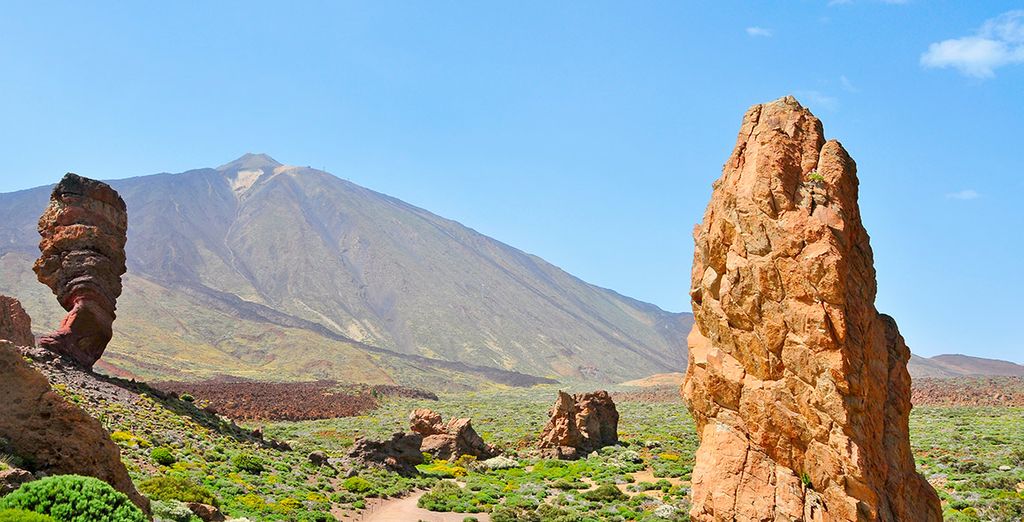 Discover the wildlife of the canary islands