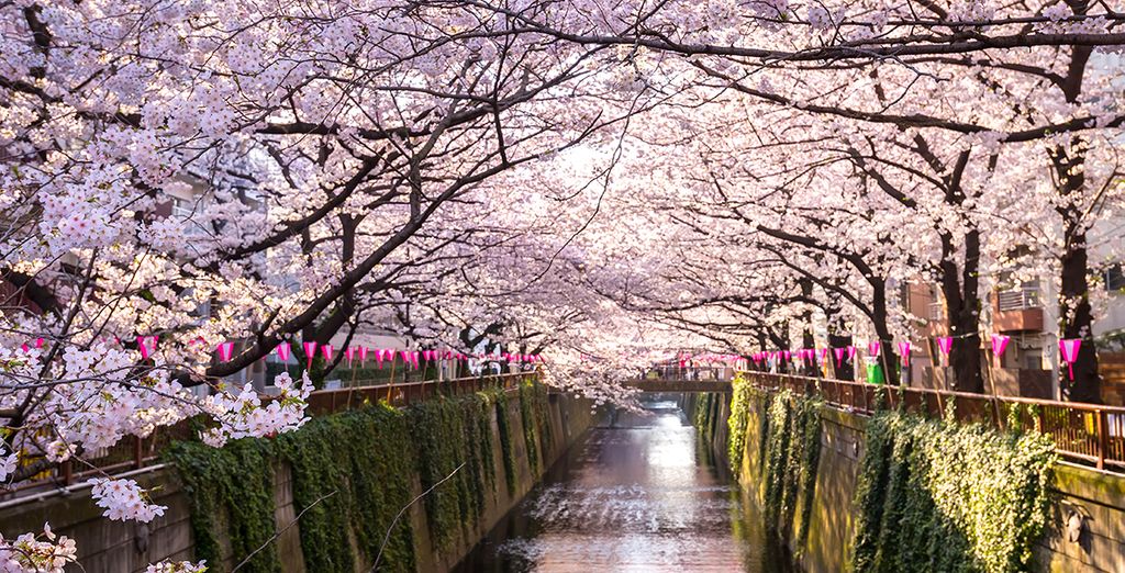 Travel Guide to Japan: Cherry Blossom Festival
