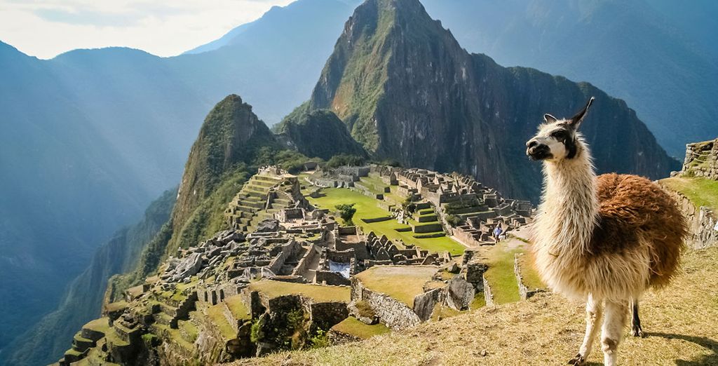 Get close to the llama of Machu Picchu