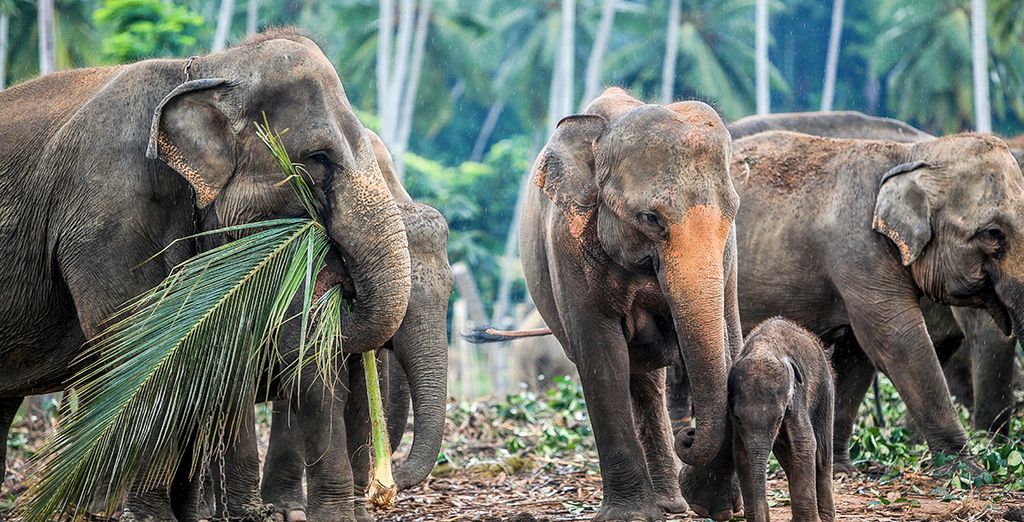 Colonial Sri Lanka Tour