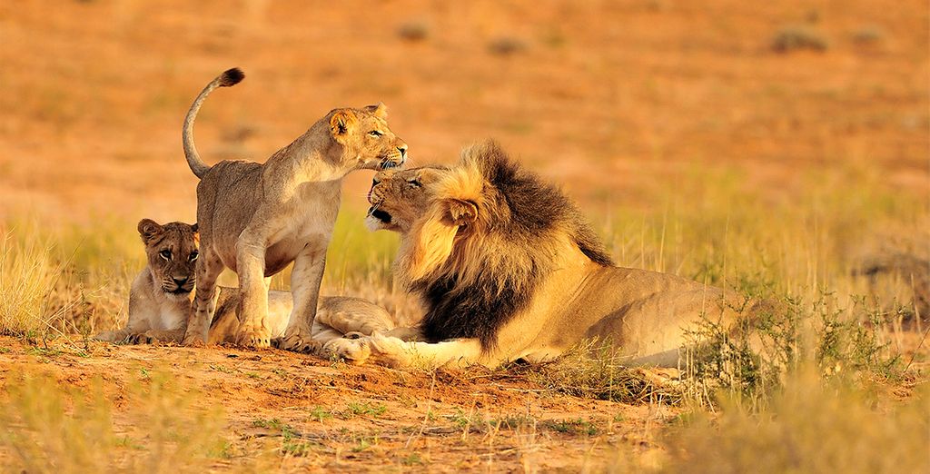 The Lion Park of Johannesburg