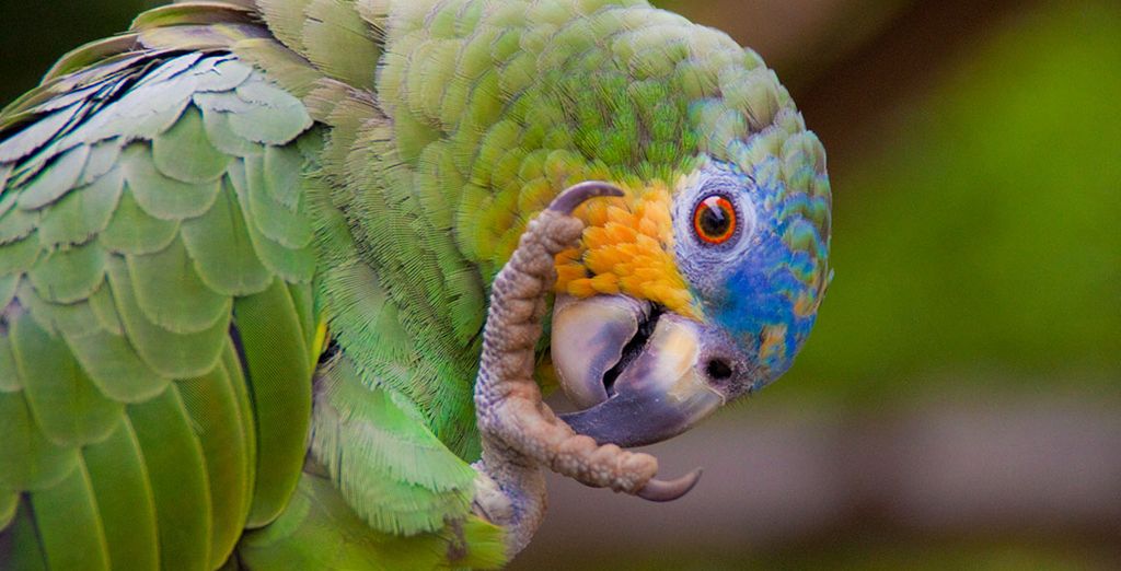 Discover South America's wildlife