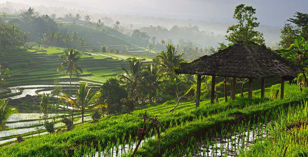 Kupu Kupu Barong, Plataran Menjangan Resort & Spa 5* & Plataran Canggu Bali Resort and Spa 4*