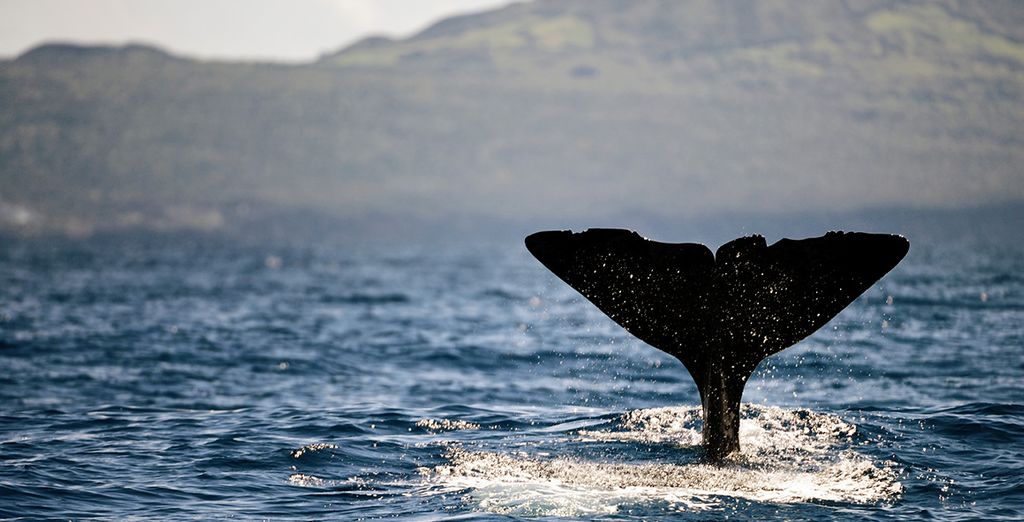Holidays to Azores : whales and dolphins