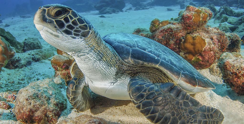 Autotour di 8, 10 o 12 notti tra giungle e spiagge della Costa Rica