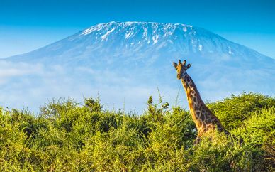 Safari inoubliable au coeur de la Tanzanie