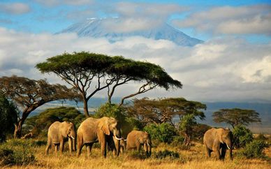 Serengeti Experience & Zanzibar Beach Extension