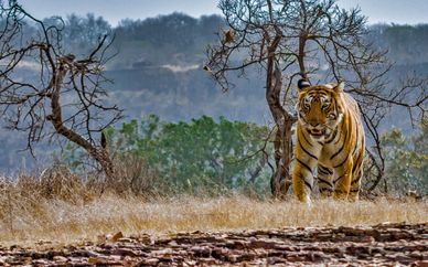 Golden Triangle & Safari at Ranthambore Park