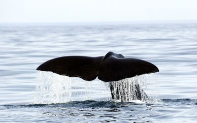 Whales & Orcas Encounters in Norway