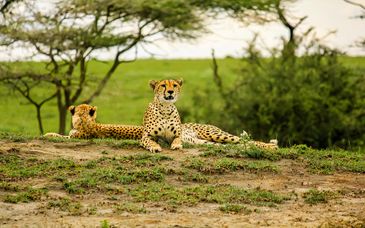 Safari und Maharaja Boutique Hotel 5*