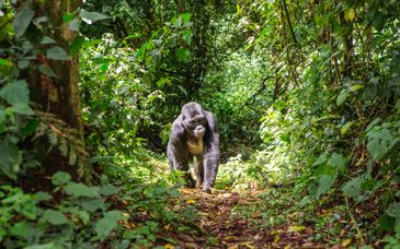 Private Rundreise: Perle Afrikas mit Gorilla-Beobachtung