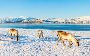 Jeris Lakeside Resort und optional Helsinki