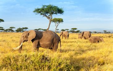 Safari in 4* Hotels & optional Sansibar