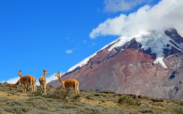 Magisches Ecuador ganz flexibel entdecken